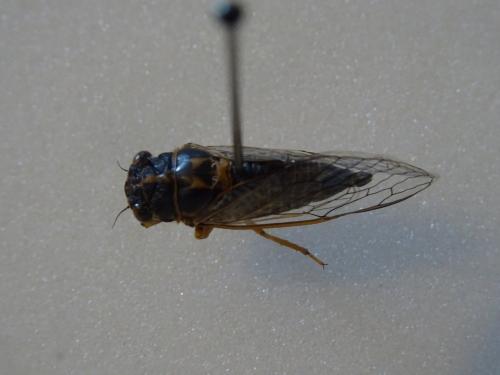 Réf. 210 198 : Tettigettula pygmea